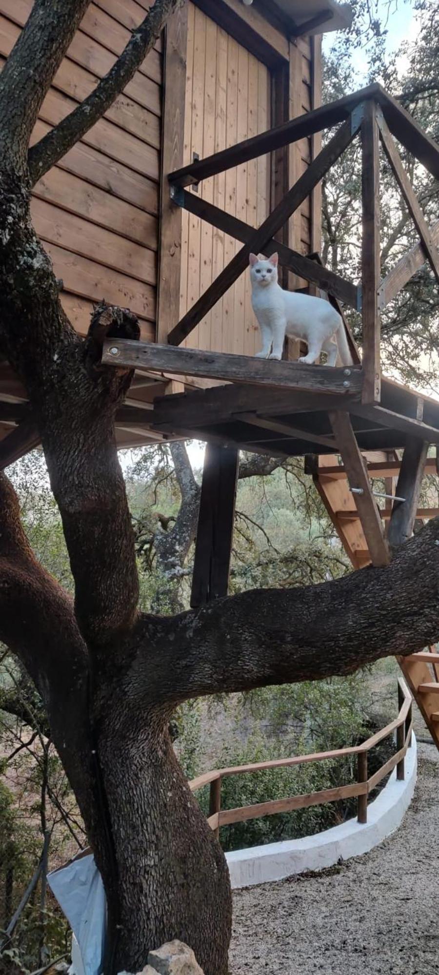 Cabana Del Arbol Lavagarural Villanueva del Rosario Ngoại thất bức ảnh